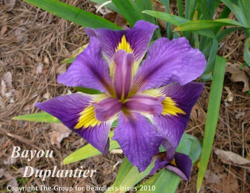 Bayou Duplantier 